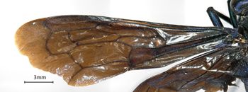 Media type: image;   Entomology 27349 Aspect: Wing front